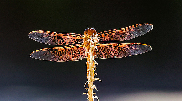 Flame Skimmer Dragonfly 1