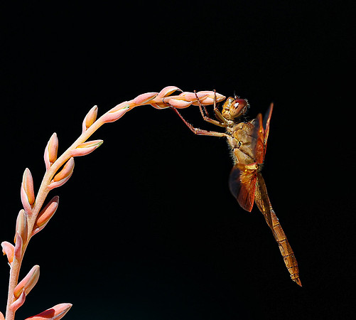 Dragonfly-4