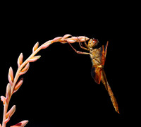 Dragonfly-4