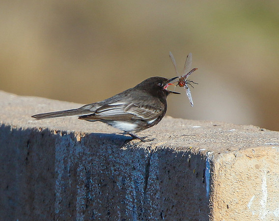 Black Phoebe with Dragonfly-3