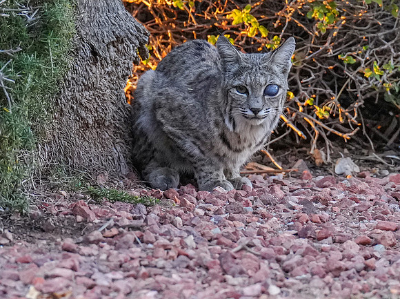 Bobcat Eye Injury-7