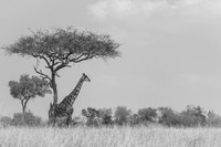 Kenya
