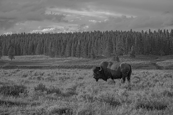 Alone to Roam