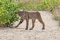 Crossing Paths with a Bobcat in Prescott Arizona