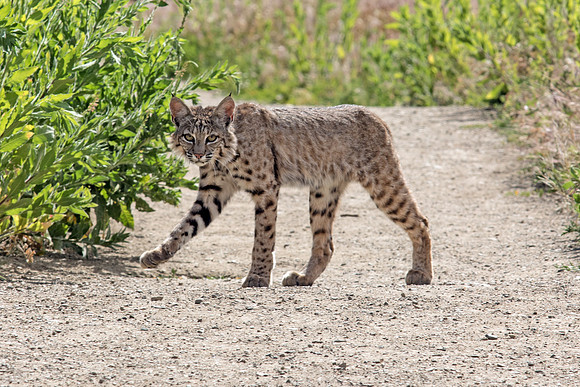 Crossing Paths with a Bobcat in Prescott Arizona