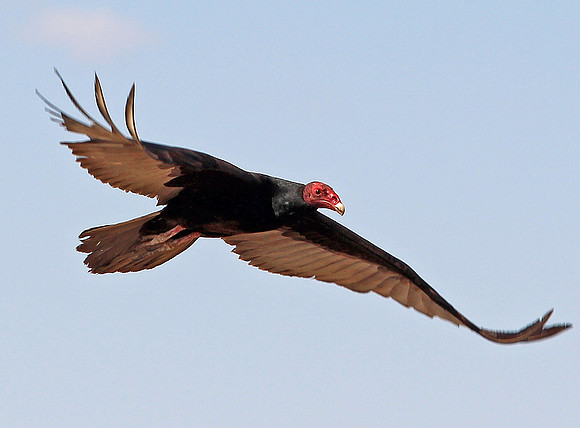 Vulture in Flight