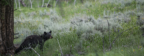 Young Black Bear On The Lookout in Yellowstone NP