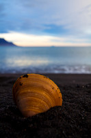 Shell
