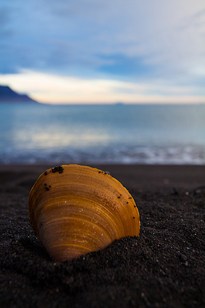 Shell