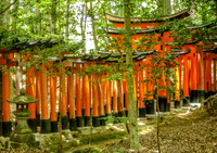 Torii Gate Pathway