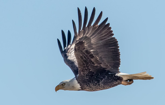 Bald Eagle in Flight