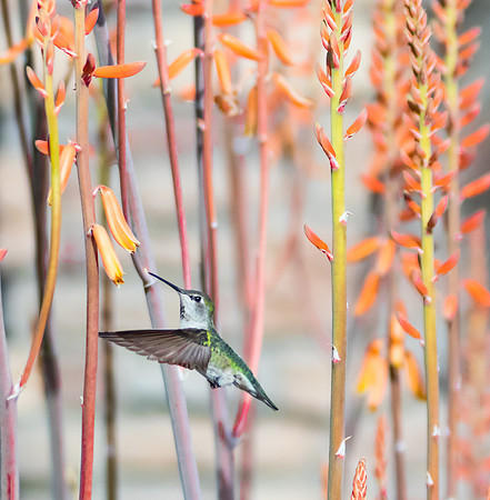 Hummingbird at Aloe Plant for Quick Snack