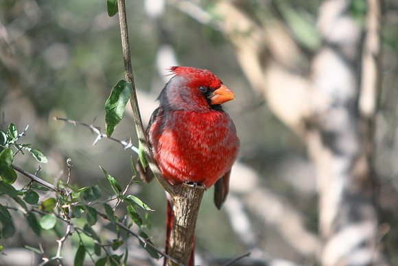 Resting Cardinal on Tree Branch