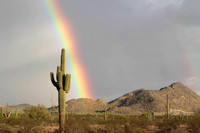Saguaro Gold
