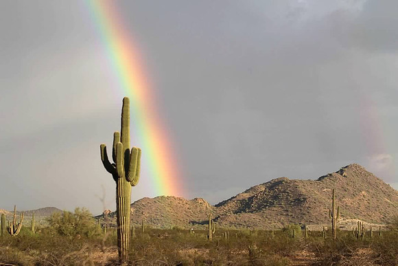 Saguaro Gold