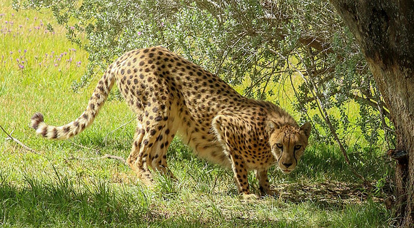 Stalking Cheetah