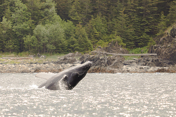 Alaska -20