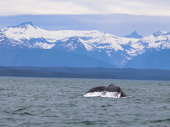 Whale Fluke in Alaska
