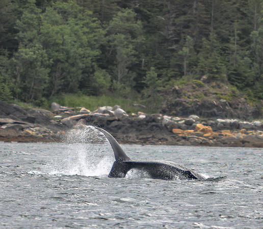 Whale Tail Breach and Spray