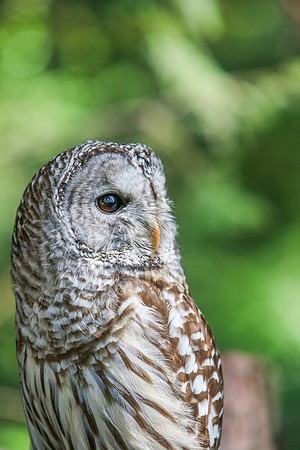 Curious Owl - Vancouver BC