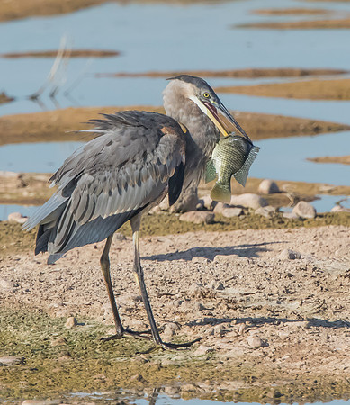 Blue Heron with Fish