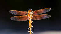 Flame Skimmer Dragonfly 1